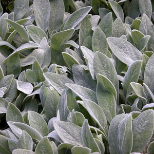 Lamb’s Ear - Stachys - Live Starter Plant- FREE SHIPPING!!!