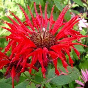 Monarda didyma 'Jacob Cline' - Scarlet Bee Balm - Live Starter Plant- Native Perennial - FREE SHIPPING!!!