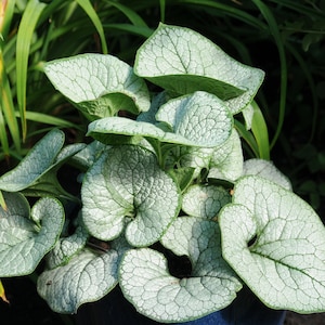 Brunnera 'Sea Heart' - Shade Perennial - Live Starter Plant - FREE SHIPPING!!!
