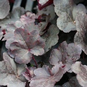 Heuchera &#39;Obsidian&#39; - Coral Bells - Live Starter Plant- FREE SHIPPING!!!