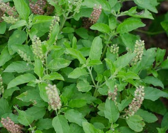 Organic Holy Basil- Rama Tulsi- Ocimum tenuiflorum-Herb- Live Starter Plant-FREE SHIPPING!!!