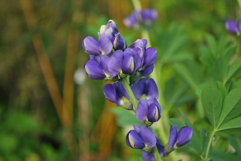 Blue False Indigo - Baptisia australis