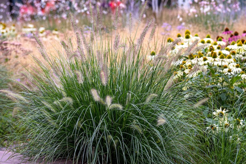 Dwarf Fountain Grass Hameln