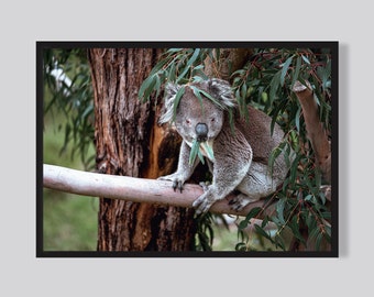 Koala Druck, druckbarer Koala Fotodruck, großes Poster Safari, Koala Fotokunst, Digitaler Download, Tierfotografie, Australisches Tier