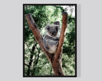 Koala Druck, druckbare Koala Fotodruck, große Poster Safari, Koala Fotokunst, digitaler Download, Tierfotografie, australische Tier