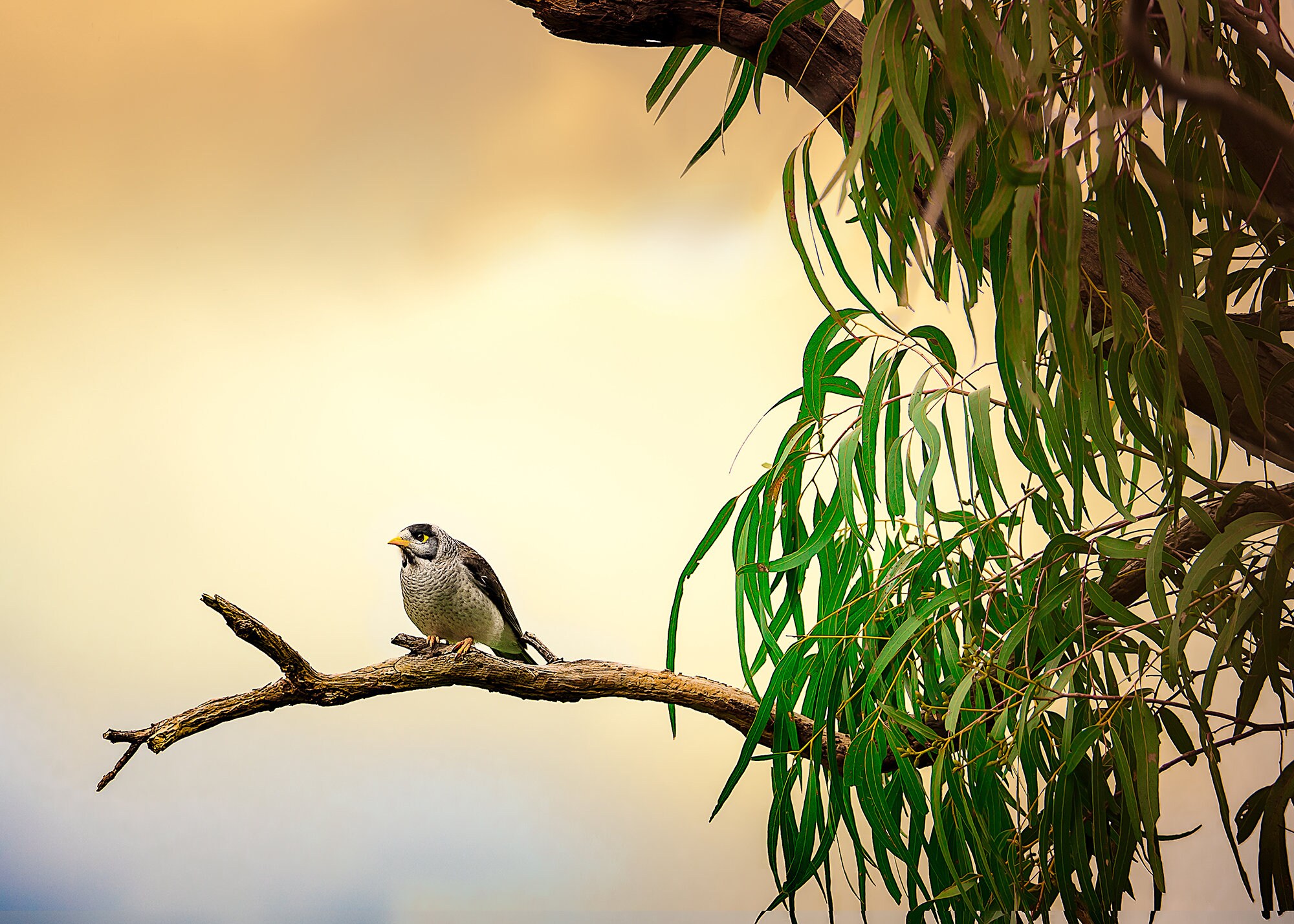 Bird Wall Art Australian Bird Print Photography Digital | Etsy