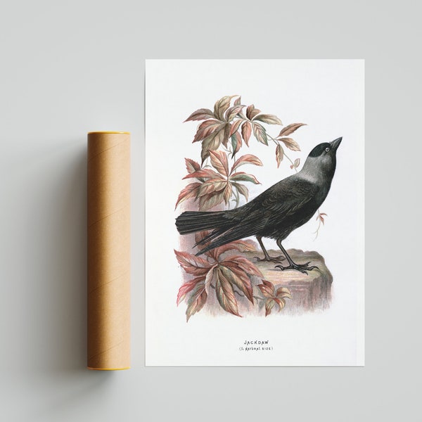 Jackdaw - Etsy