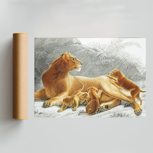 Antique Lion Lioness and Cubs - Vintage Victorian Print