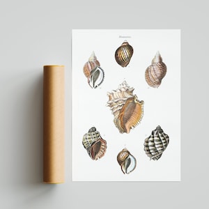 Sea Snail Shells - Vintage Print