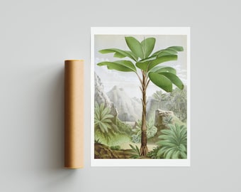 Victorian Botanical Palm Tree Print – Antique Jungle Wall Art, Tropical Plant Illustration