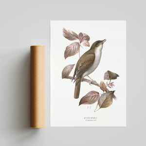 Nightingale Bird - Vintage Print