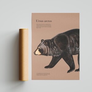 ヒグマの秋の自然プリント - ヴィンテージリトグラフプリント