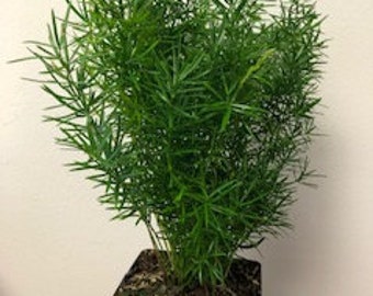 Sprengeri vigne 50 cm-ASPARAGUS Busch artificielle plante art Plantes Suspendues