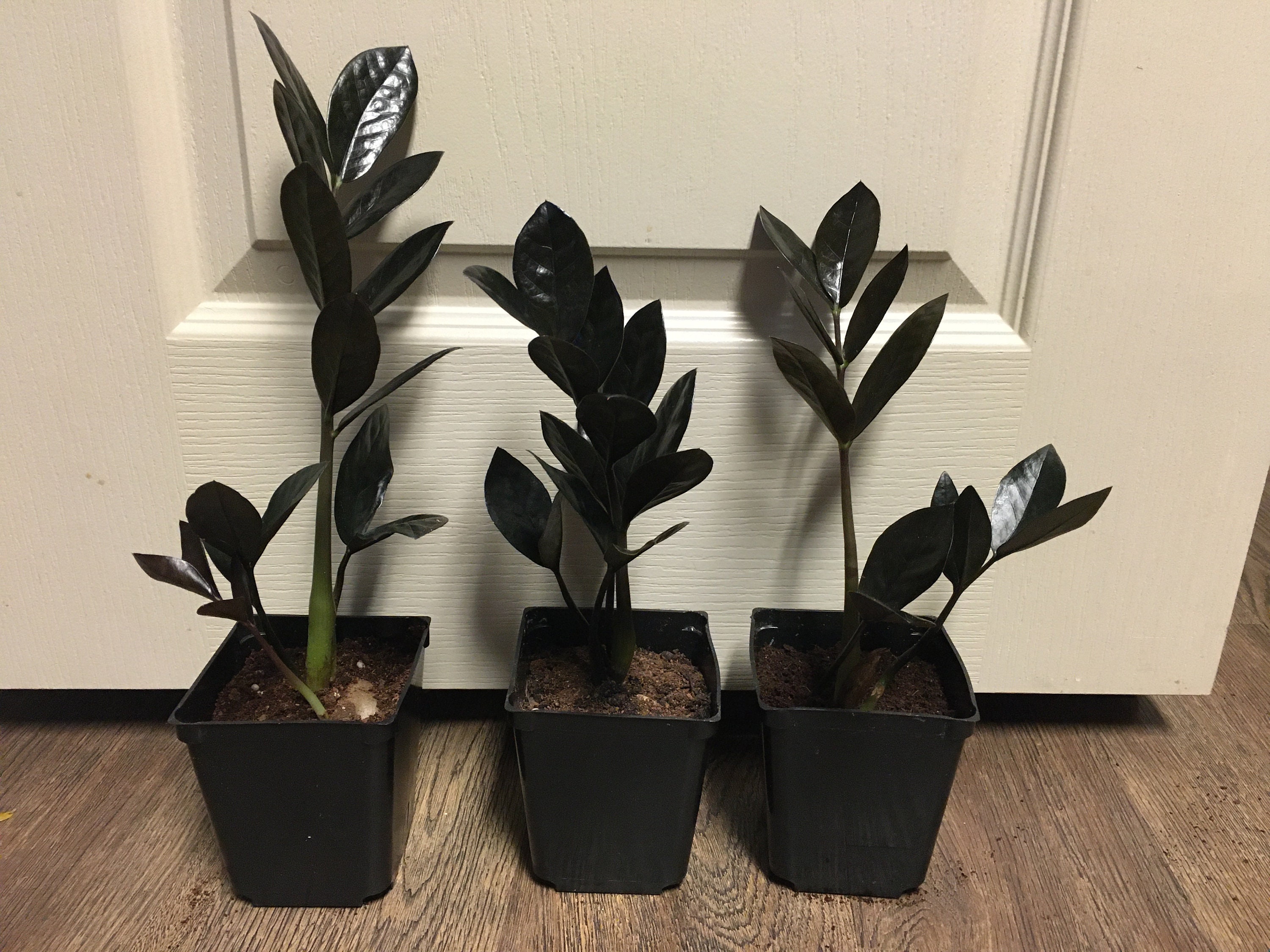 ZZ 'Raven' / Zamioculcas zamiifolia