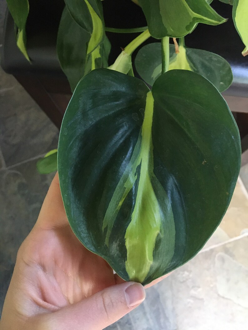 Brasil Philodendron image 4