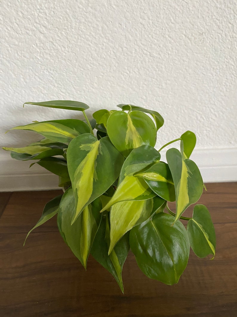 Brasil Philodendron image 1