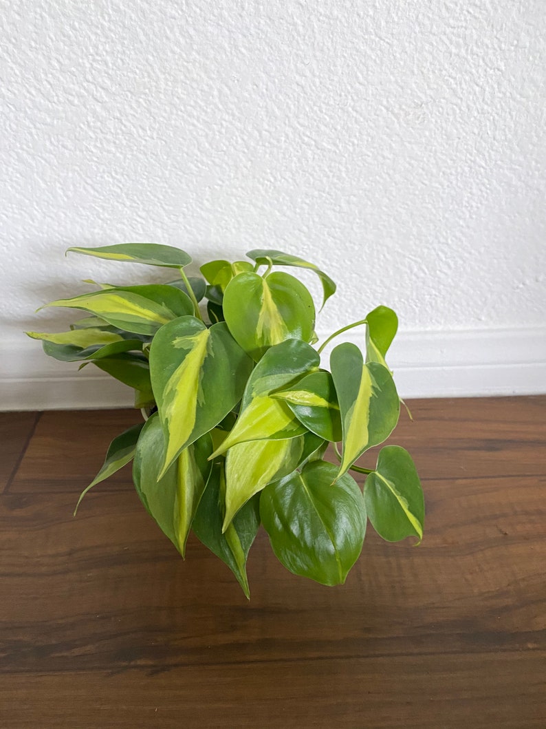 Brasil Philodendron 4” pot