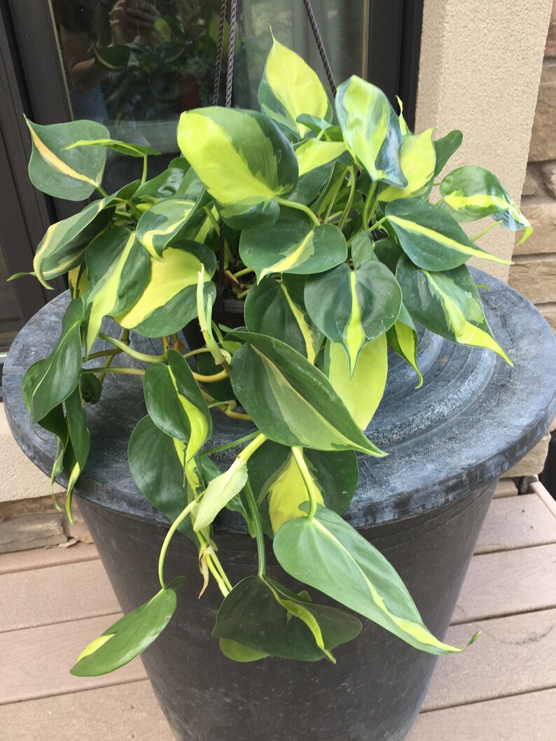 Brasil Philodendron image 3