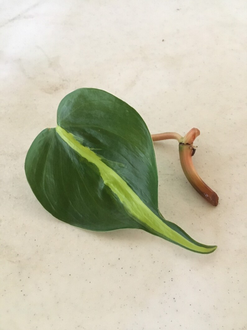 Brasil Philodendron cuttings