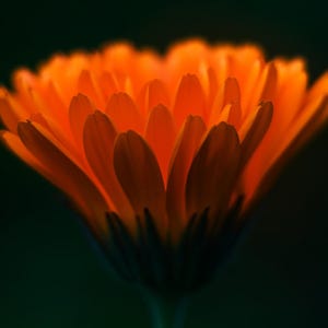 BIO Calendula Officinalis seeds