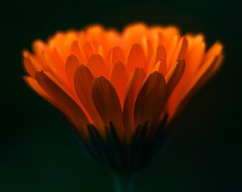 BIO Calendula Officinalis-zaden