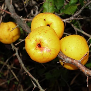 40+ BIO Japanese Quince (Chaenomeles japonica) fresh seeds