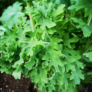 BIO Rocket Arugula/Rucola Seeds | 200+ Eruca Sativa seeds