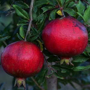 200+ BIO Pomegranate Tree Seeds