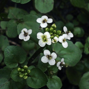 10 BIO Watercress seeds