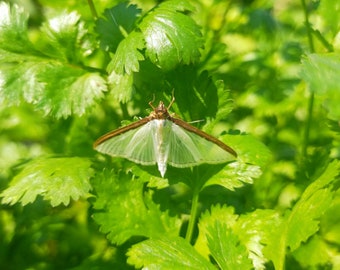 BIO Nasiona Cilantro/Coriandrum Sativum