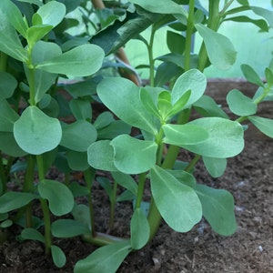 BIO Purslane seeds - Portulaca oleracea sativa