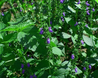 Seedeo Lavendelsalbei Samen – 50 Stück, Spanischer Salbei (Salvia Lavandulafolia), Für Kräutergarten, Heilpflanze