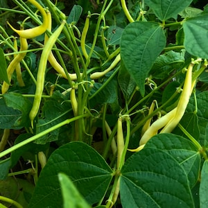 BIO French Asparagus Bush Bean - 50 seeds