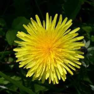 120+ BIO Traditioneller Löwenzahn (Taraxacum officinale) Samen