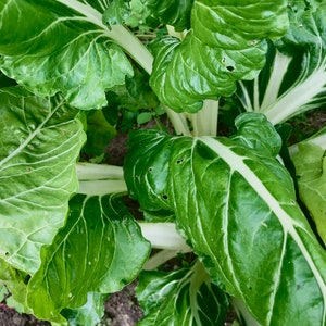 Bio snijbiet 'White Silver' zaden