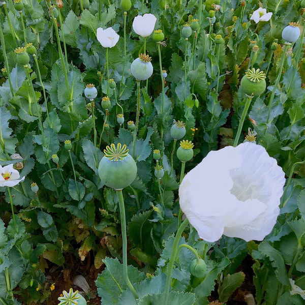 Organic Opium Poppy ( Papaver Somniferum) seeds