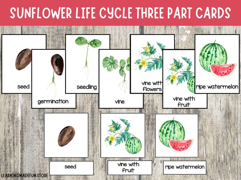 Watermelon Life Cycle Montessori Cards: Preschool Printable (PDF) - Etsy