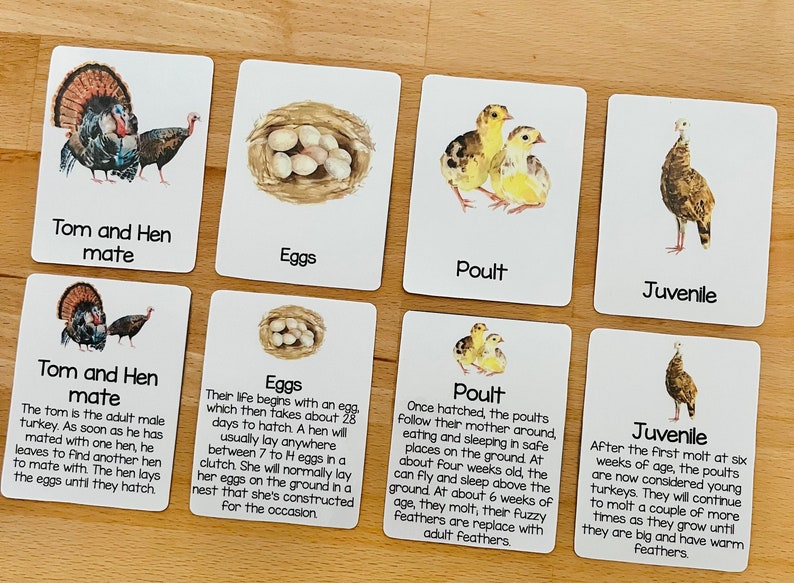 Turkey Life Cycle Montessori Cards Turkey Flashcards Three - Etsy