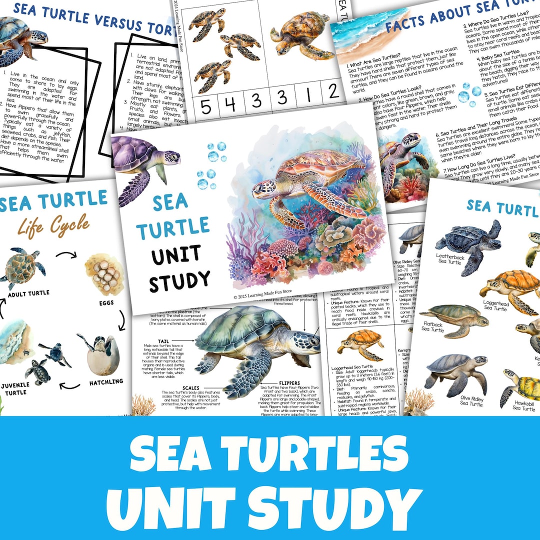 Sea Turtle Unit Study | Life Cycle, Anatomy, Math & Literacy (digital ...