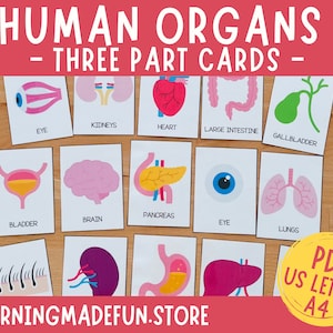 Cartes flash sur les organes humains, cartes en 3 parties sur les organes humains, corps humain, cartes de nomenclature, anatomie humaine, cartes Montessori, centres préscolaires