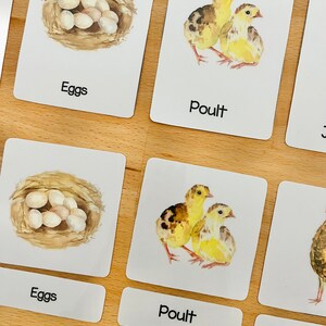 Turkey Life Cycle Montessori Cards, Turkey Flashcards, Three Part Cards ...