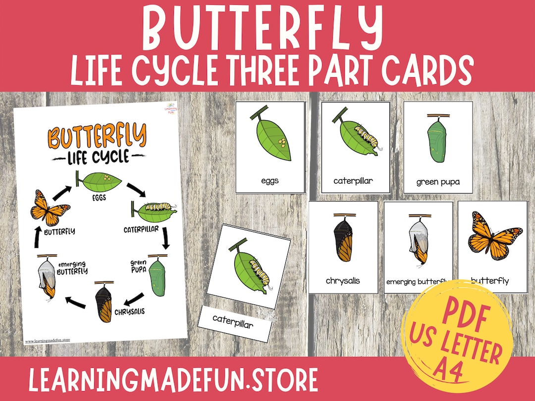 Butterfly Life Cycle Montessori Cards Butterfly Flashcards