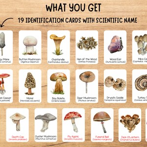 Mushrooms Flashcards, Three Part Cards, Montessori Nomenclature Cards ...