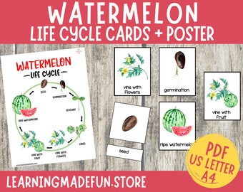 Watermelon Life Cycle Montessori Cards: Preschool Printable (PDF)