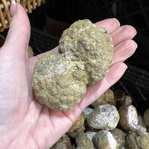 Double Thundereggs Multiples Thunder Eggs 2 Pounds