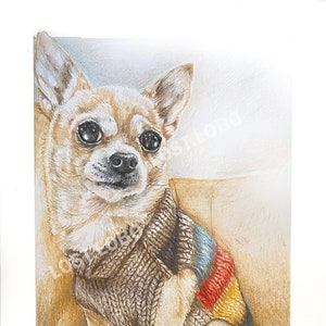 Custom Pet Portrait - Colored Pencil Drawing