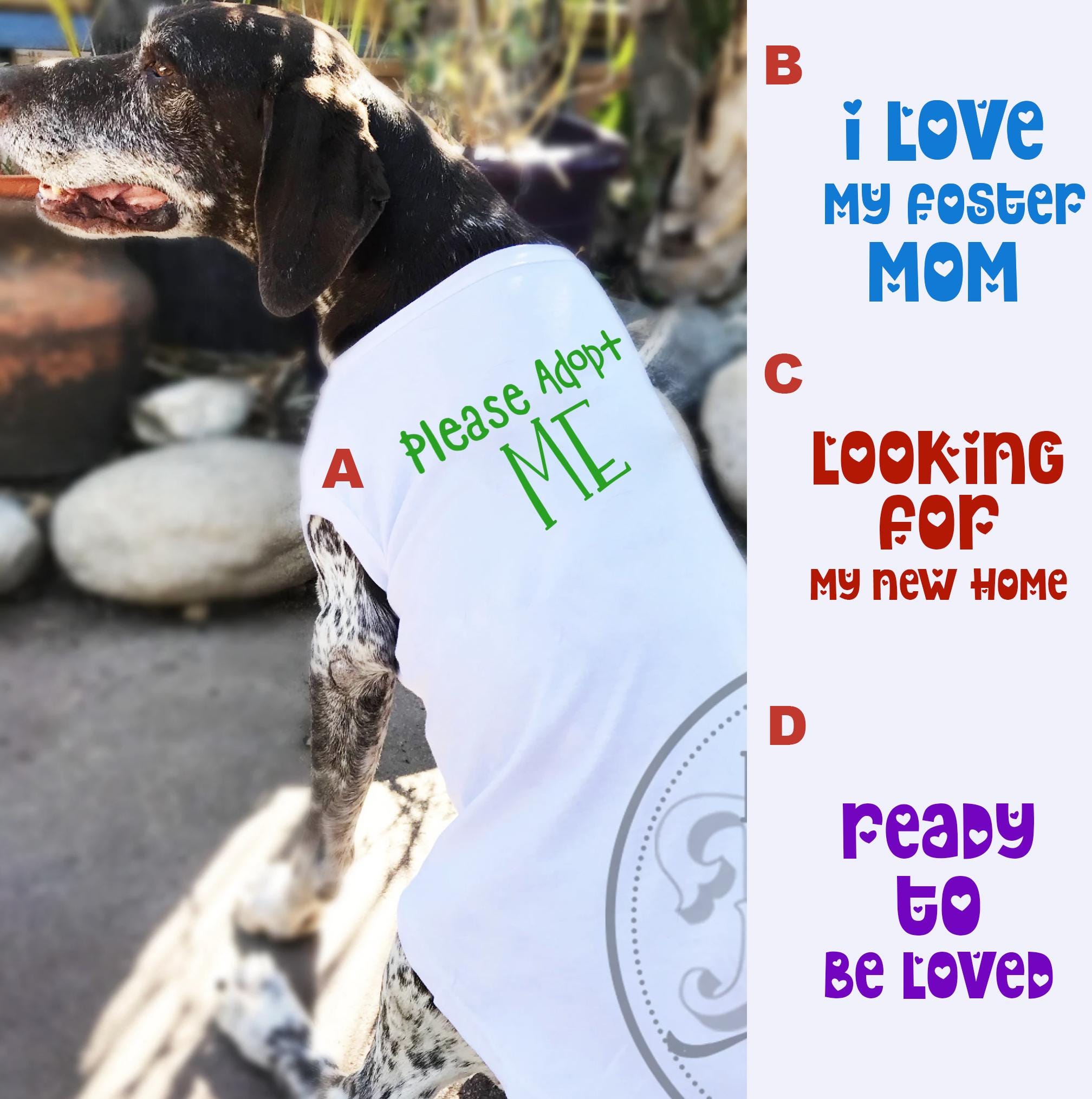 Dogs and cats are available for adoption at OKC-area animal shelters, image size:2016x2030