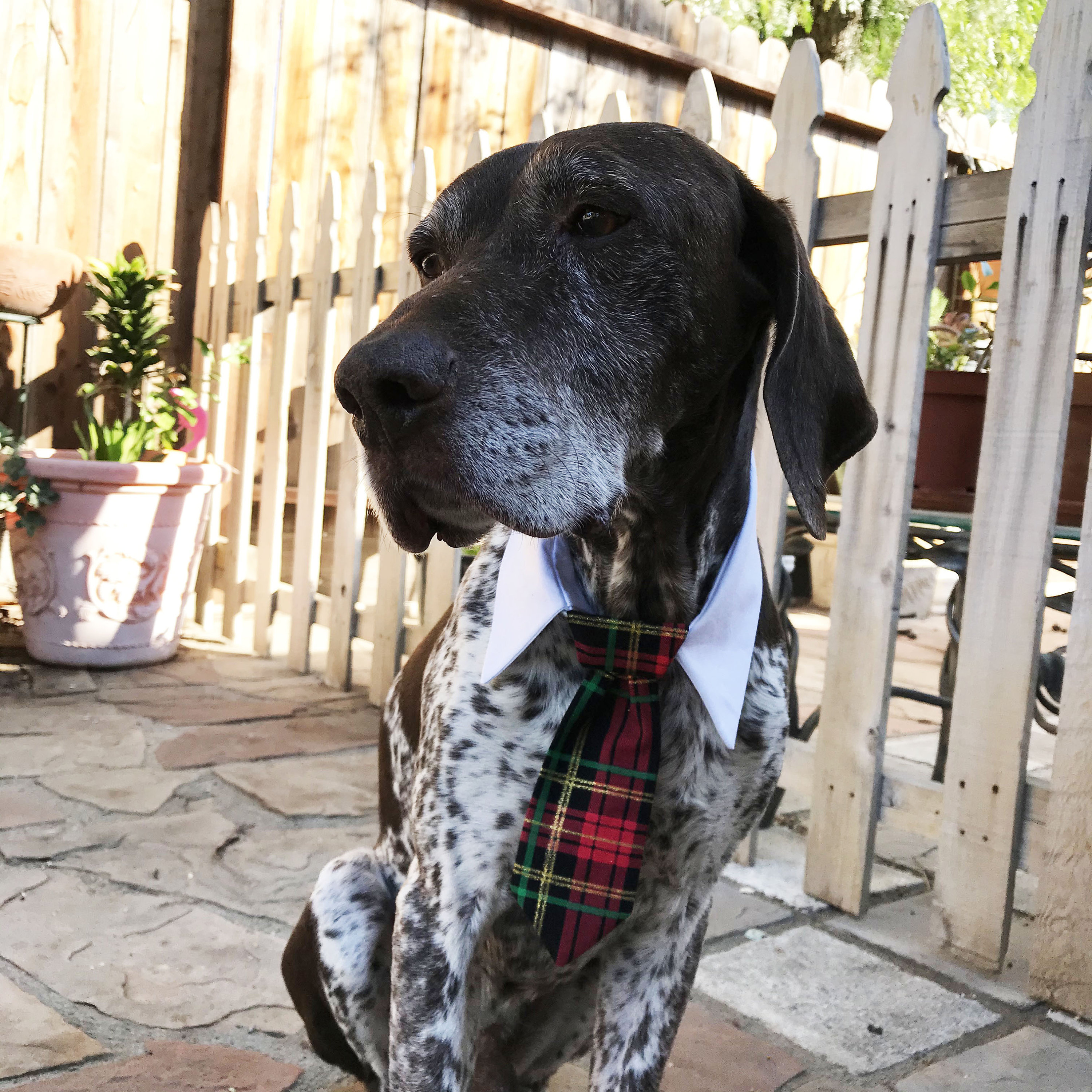Dog Neck Tie Etsy Canada