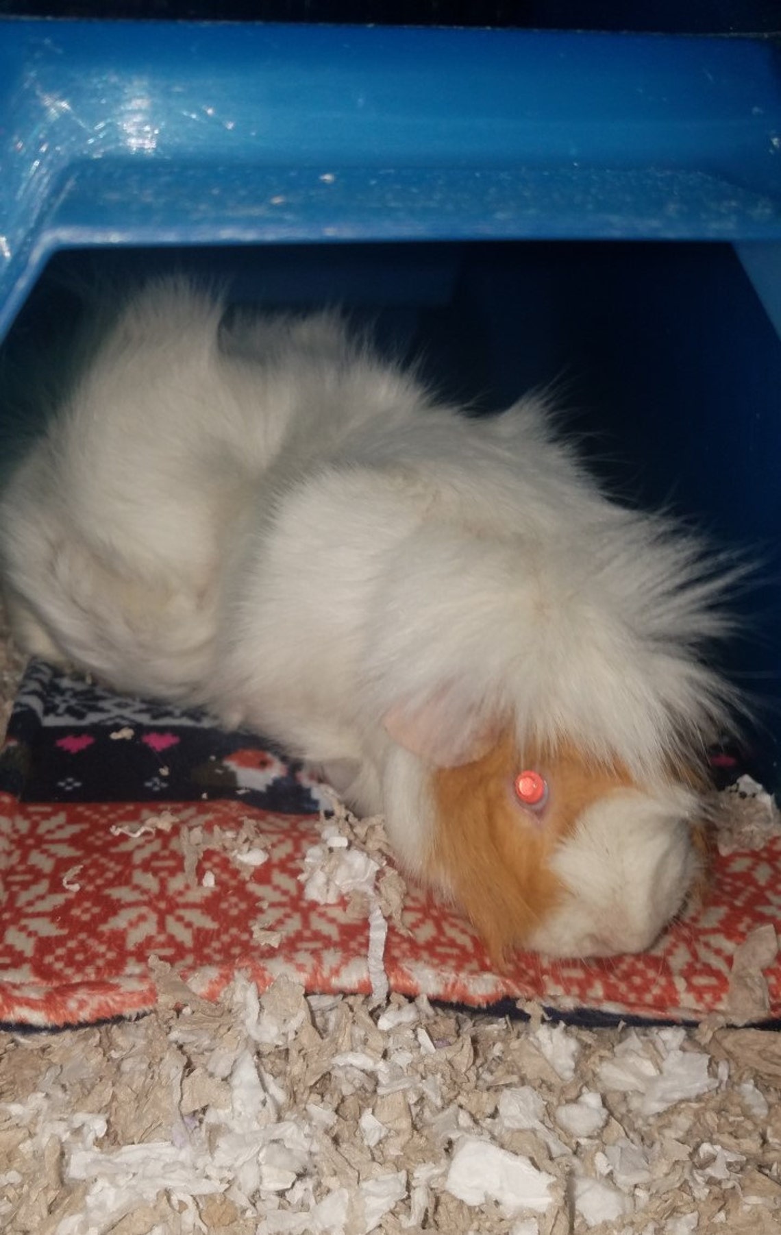 Guinea Pig Pee Pad Square 12 x 12 Pee Pad Fair Etsy