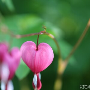 Bleeding Heart